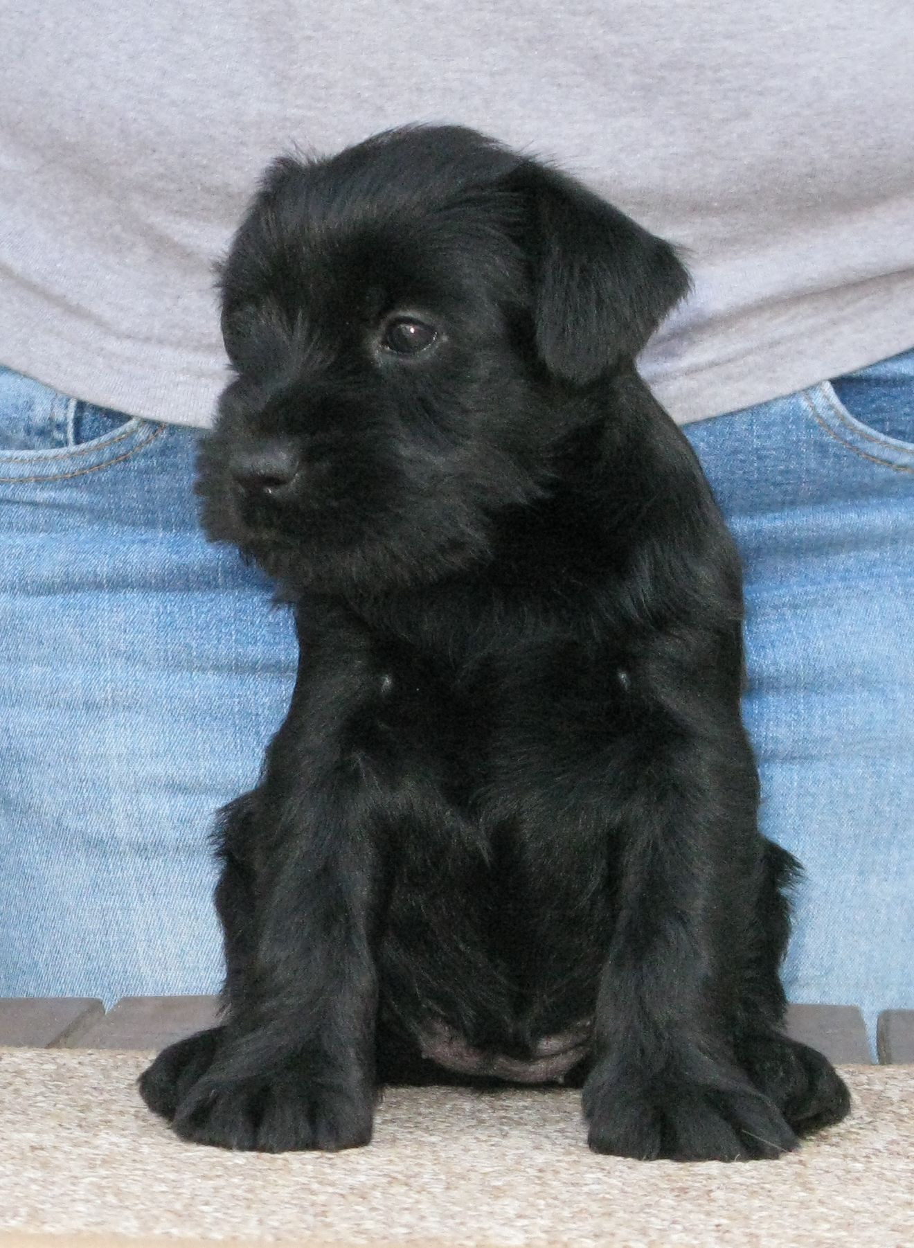 black schnauzer puppy