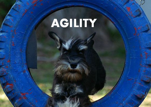 Agility: Szilvi with Manu and Moby Dick